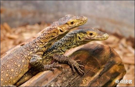  全球仅剩3000头？处于食物链顶端的巨兽，为何会走到濒临的地步？