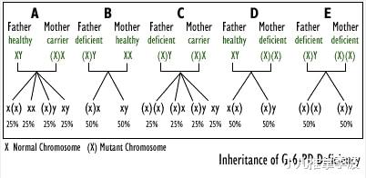 小儿推拿李波|中医儿科李波:什么是蚕豆病?蚕豆病有哪些注意事项和用药禁忌?