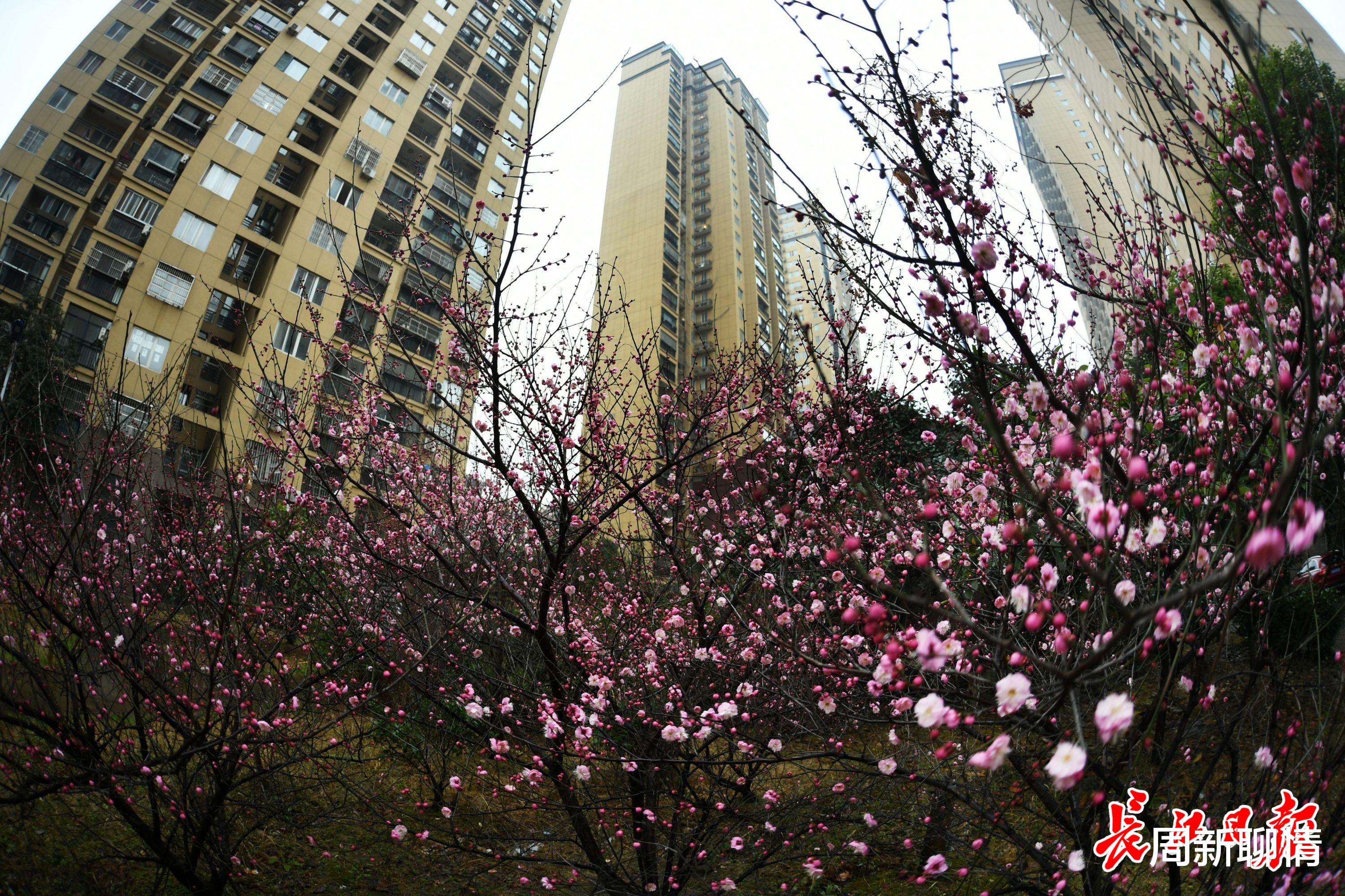 周新聊情 武汉红梅花风雨中竞相开放,沁人心脾一派春意盎然