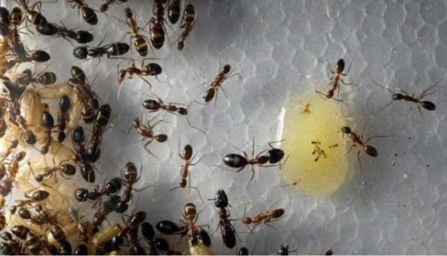 赵本山|又一“庞氏骗局”曝光，赵本山为其代言，骗走数万农民养老钱