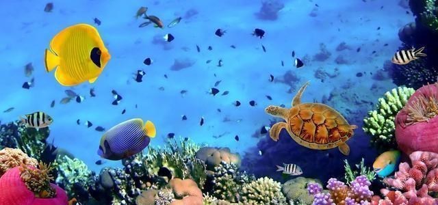 陆地动物死后尸体会腐烂,海洋生物死了后会怎样,尸体怎样处理