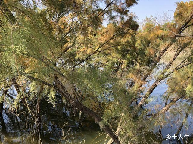 明年是虎年,老人说:明年是“相火司天,小逆之年”,是啥意思?