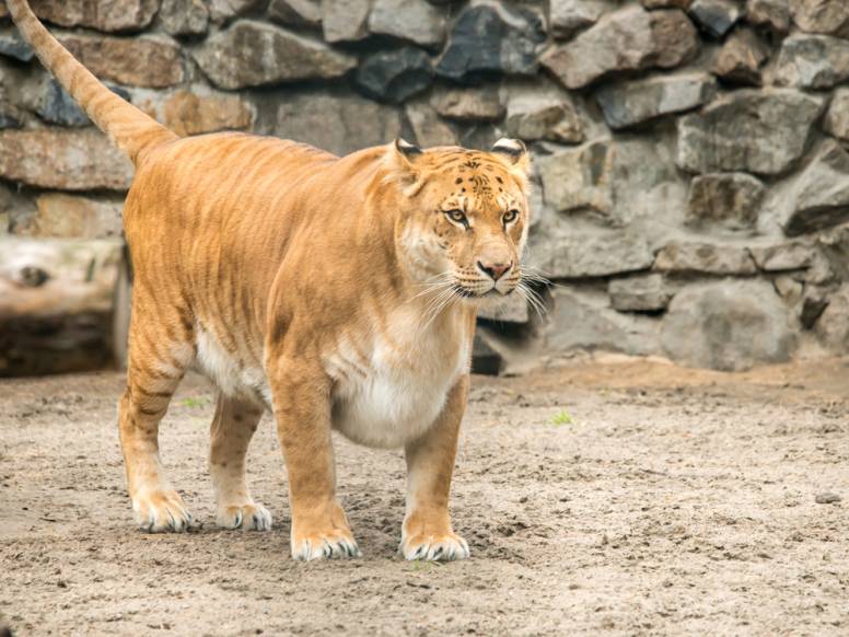 NASA 狮虎兽体型暴涨的背后，是雄狮基因的不甘平凡