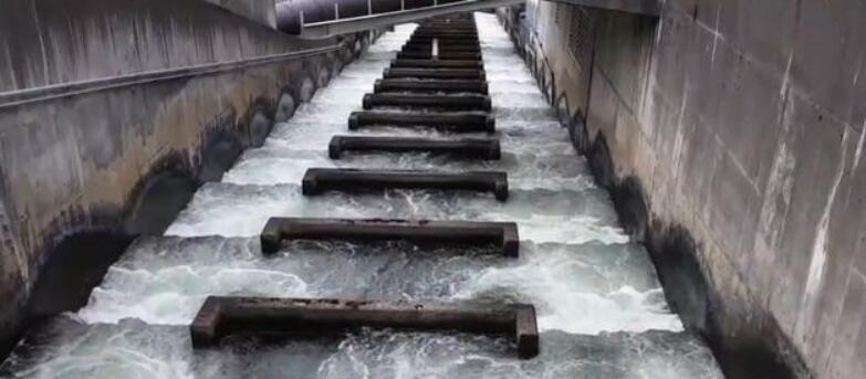 兔子 我们该如何拯救回溯鱼？人类发明了鱼梯，鱼却爬不上去