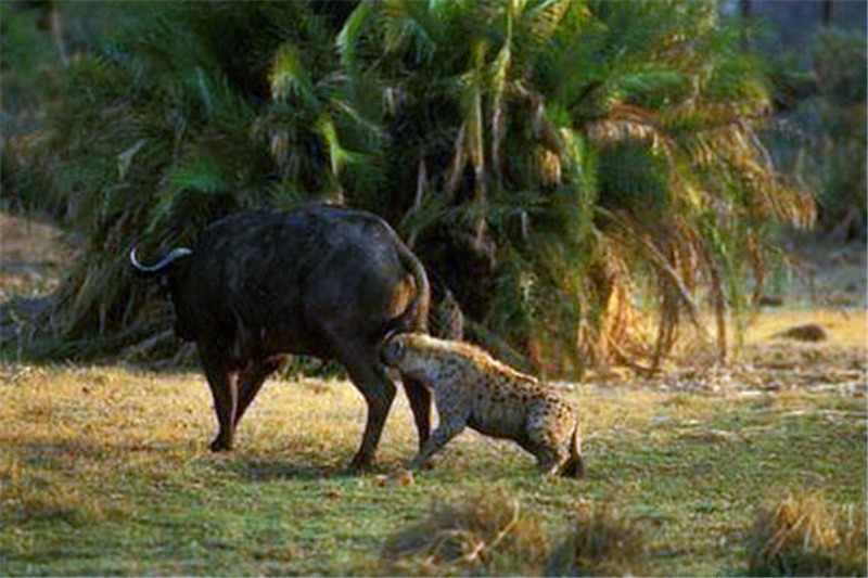 鬣狗 鬣狗为啥那么残忍喜欢掏肛？人在野外遇见，蹲下捡石打它管用吗？