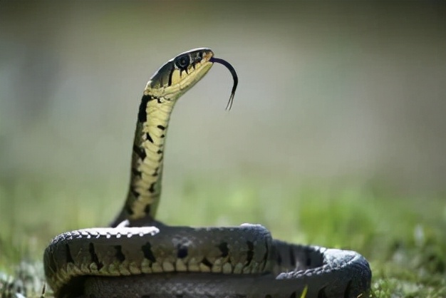 毒蛇 为什么有的毒蛇泡酒好几年,依旧会咬人?蛇究竟有多厉害?