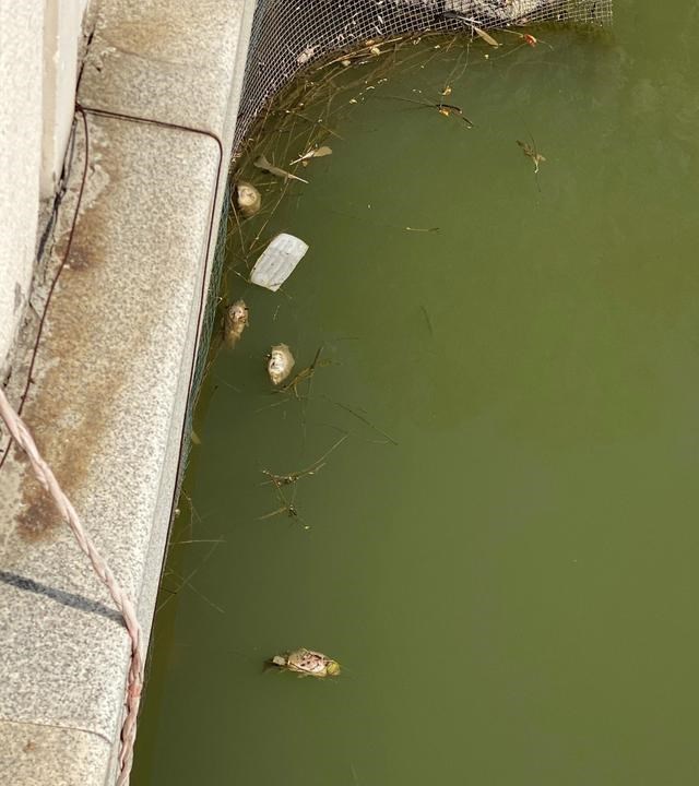 水库|云南江边出现许多大鲤鱼，大多已死亡，网友：产卵累死的