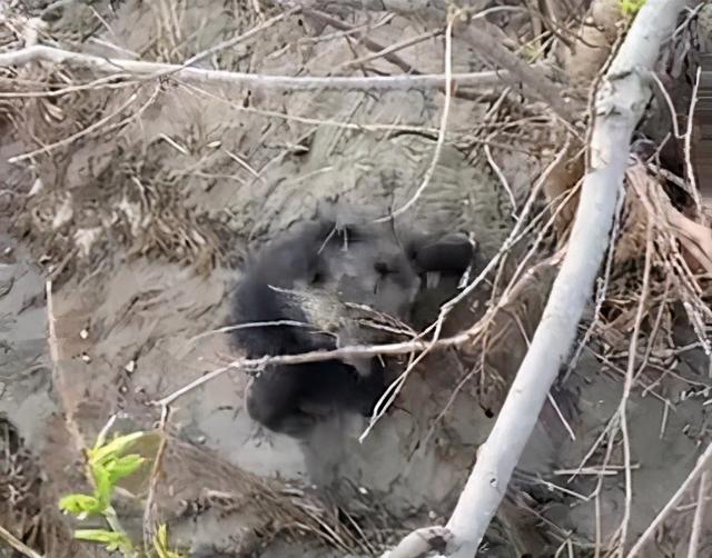 生活报 名副其实!黑瞎子岛再现“黑瞎子”