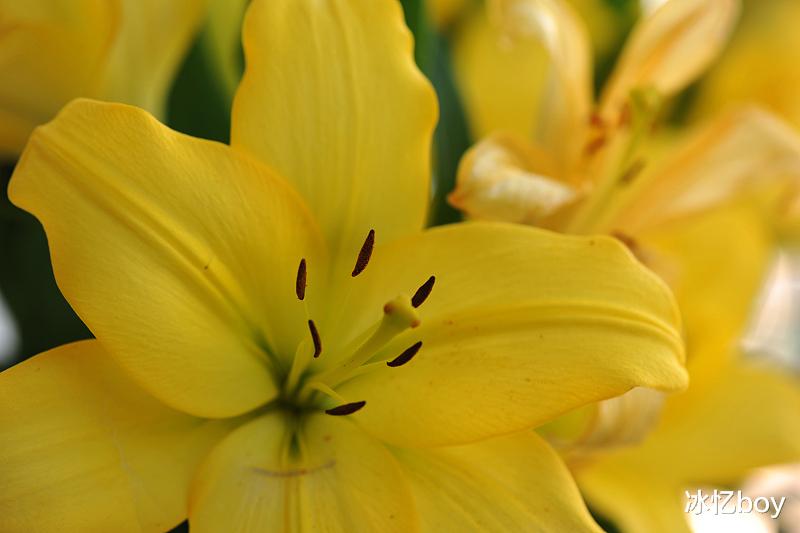 尿酸|除了樱桃能够降尿酸，隐藏在身边的这些“排酸高手”，尿酸高的人不容错过