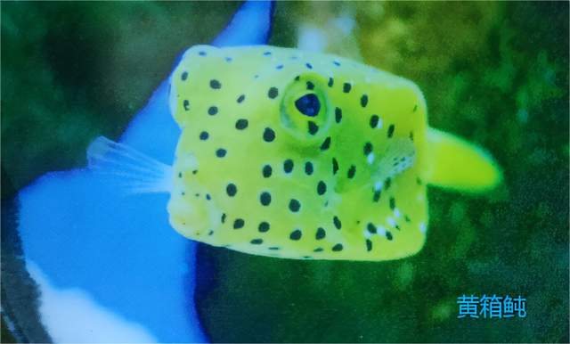 二姐情感客栈 上海海洋水族馆好玩不？挺好玩，也挺开眼