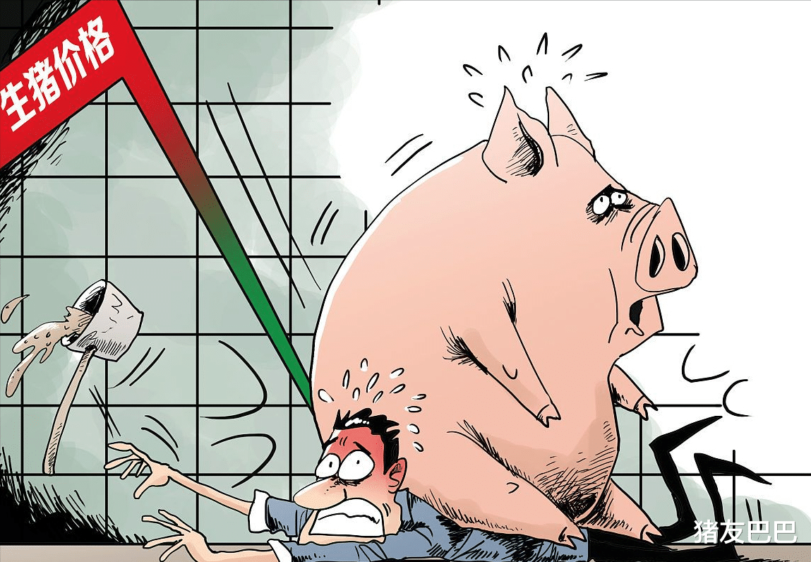 豬價連跌，市場“1增1降”凸顯，豬價要跌回解放前？11月12日豬價-圖5