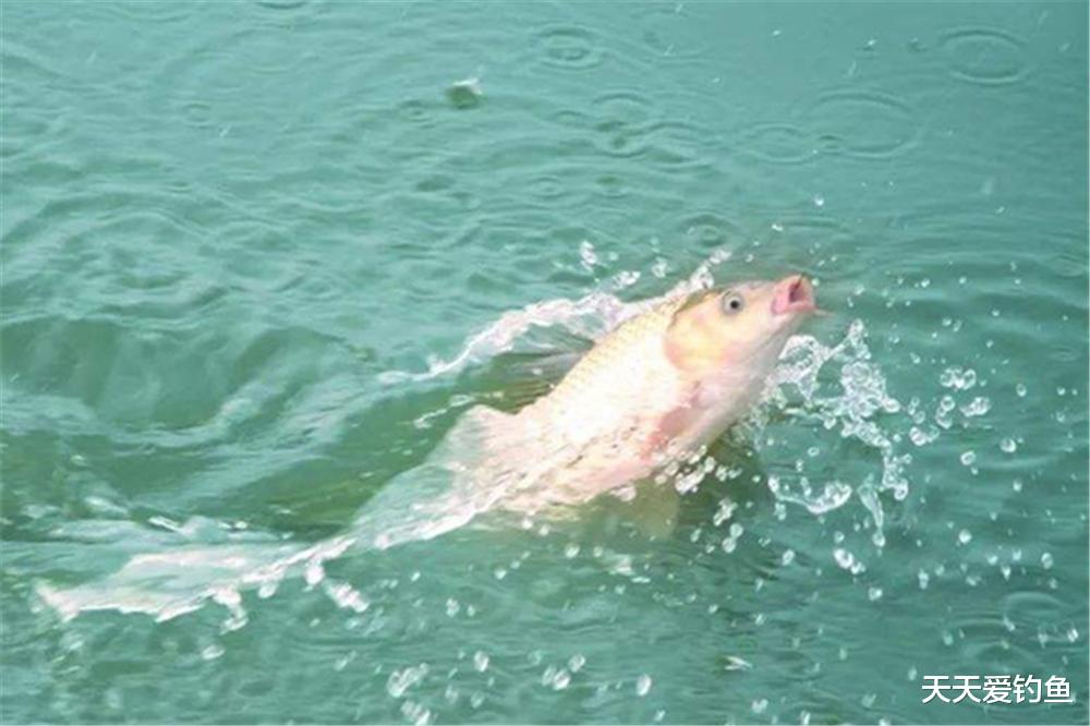 鲫鱼|春季钓鱼，打窝不当小杂鱼容易闹窝，做这些调整，提升聚鱼效果