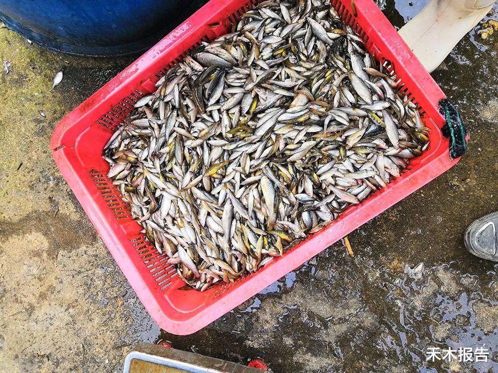 蚊子|国内常见小杂鱼，多国引进灭蚊，却因缺乏天敌，如今已成心腹大患