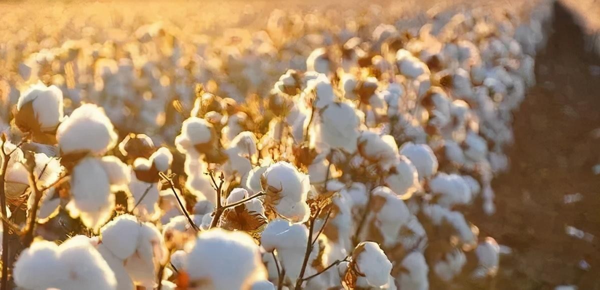 评理三分钟 痛快！抹黑新疆棉花的罪魁祸首已被起诉，要求其立即道歉并赔偿损失