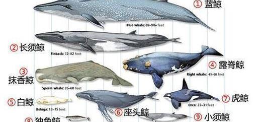 海洋中最大的鱼多大?淡水中最大的鱼多大?历史上最大的鱼多大?