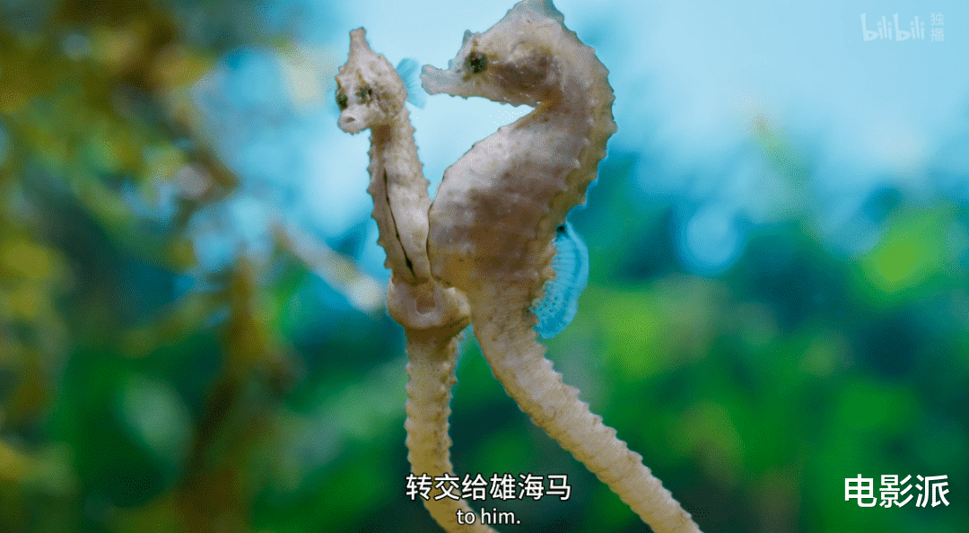 无码交配,这尺度不付费真能看?