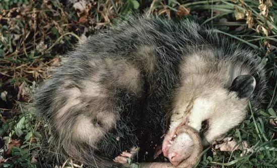太空 自然界五种懒惰的动物，有的甚至会因为懒惰影响繁衍生息