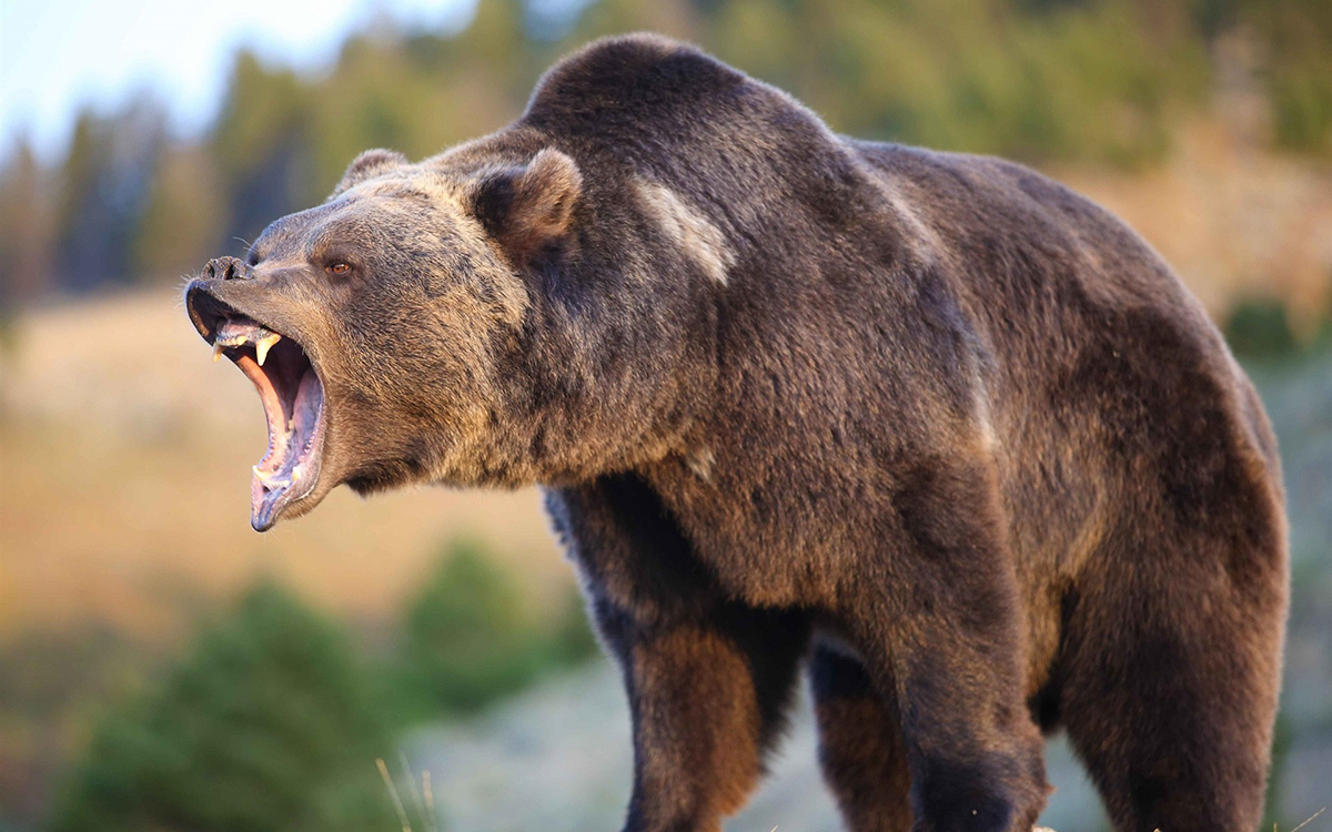 “狂战士”棕熊，能北上驱逐北极熊，与东北虎鏖战，怒掏狼窝