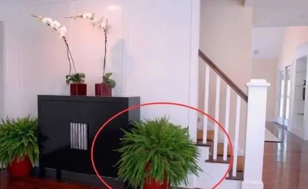 一旦进门看见这几样宝贝，千万注意，暗示着家人事业顺利，财源广进！