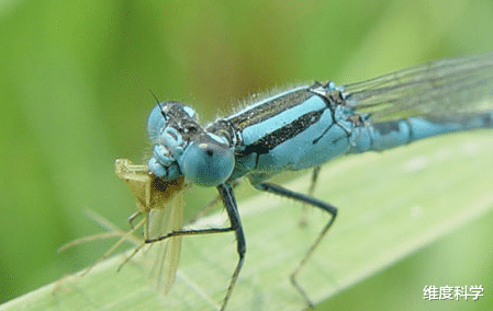 SpaceX 蜻蜓才是飞行界的“王者”！360度随意转向，还能飞过印度洋