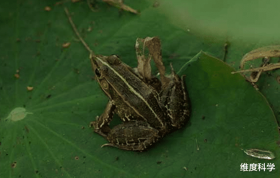 蚊子 蚊子扰人清净、传播细菌,在自然界里究竟有什么用?看完涨知识