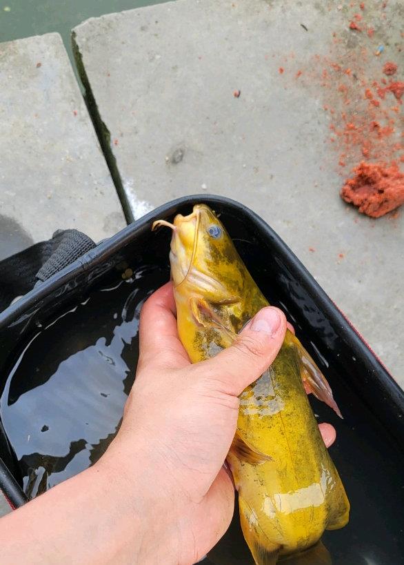 长江|黄颡鱼吞食刀鳅结果噎住，双双被钓鱼人捡走，钓鱼人：一起煮了