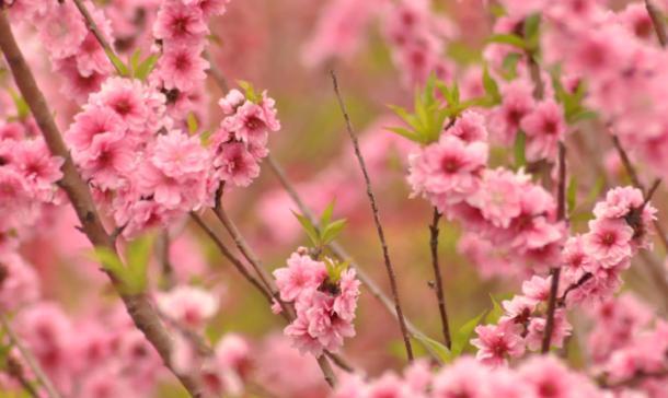 |人生最大的快乐，不在于获得了多少，而是对已经拥有的善加珍惜