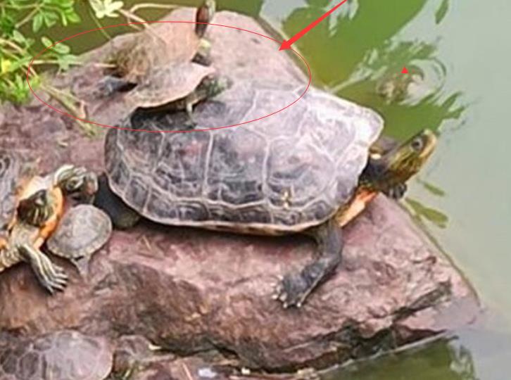 巴西龟|钓鱼遇到放生佬:身披“黄马褂”,对着河面念叨,网友:违法了