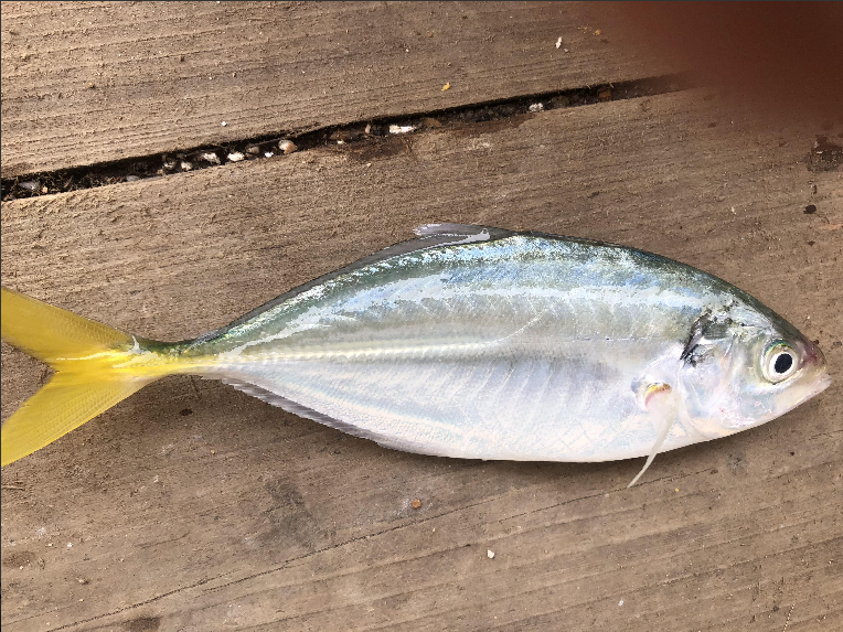 |钓鱼人注意咯！渔汛来了，工作干不完，鱼竿再放就生锈了