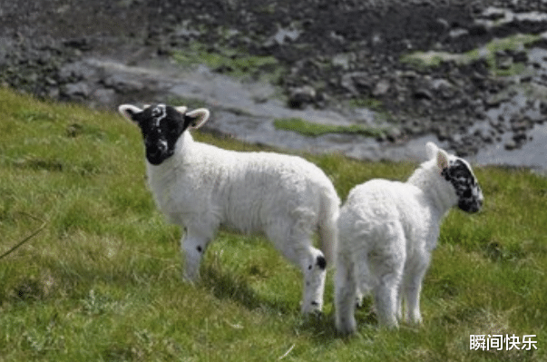 瞬间快乐|9月2日-9月14日,马、羊、生肖牛运势攻略,先苦后甜,大器晚成