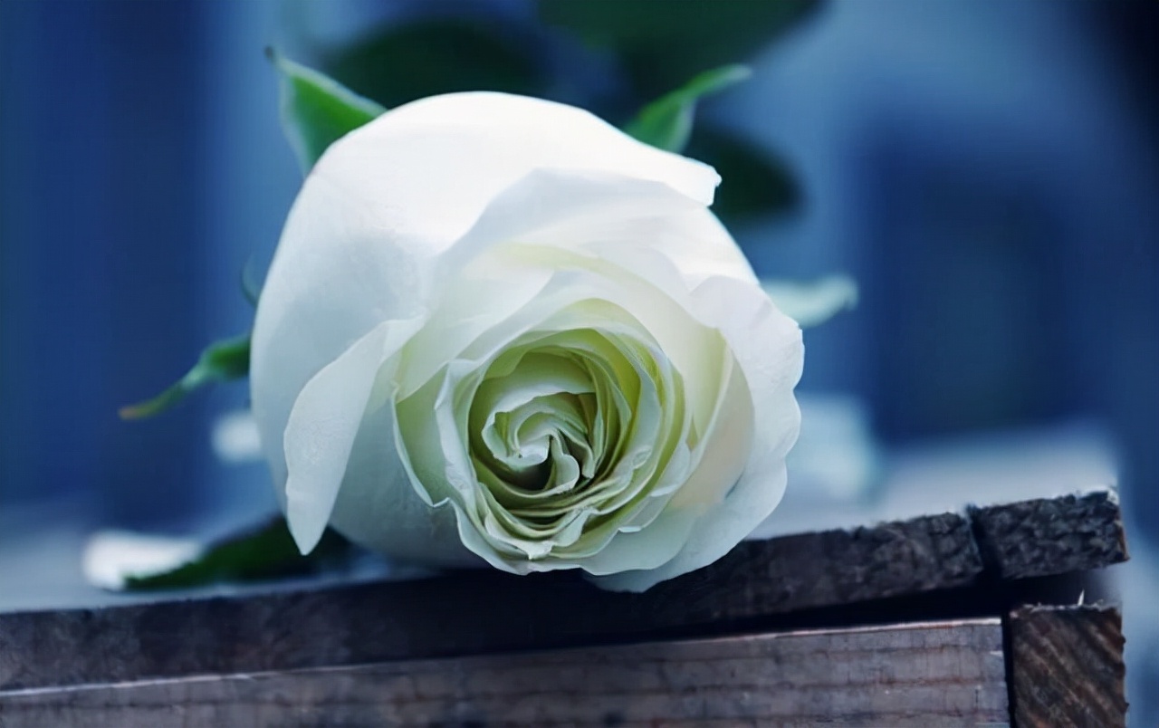 仲念念 在某些事情上，女人冷淡一点，反倒更容易留住男人的心