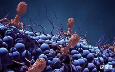 驯鹿 青藏高原地区“冻土消融”,发现33余种远古病毒,专家:潜在威胁