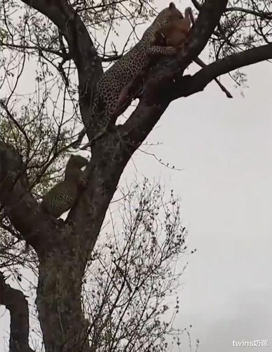 太暖心!母豹幼崽力量不足抓不住猎物,母豹再次给它送到树上去!
