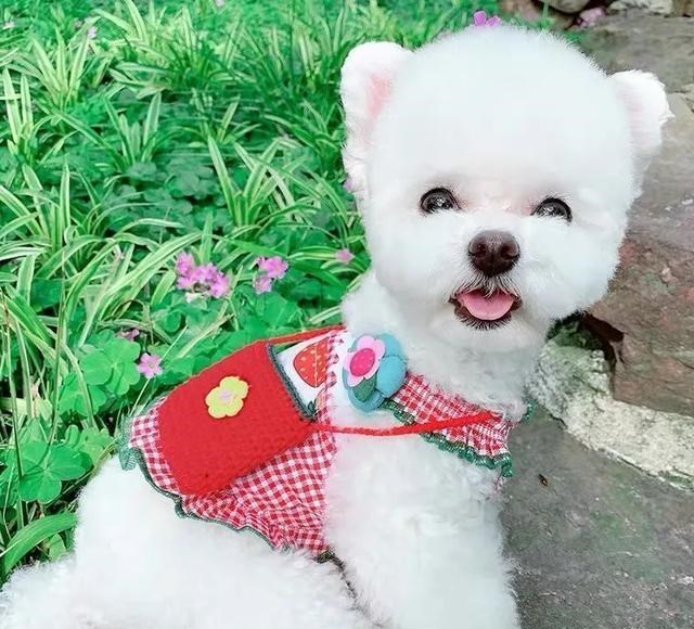 铲屎官|网红带狗直播，吸引2000万人观看，网友却说：这就是虐狗！