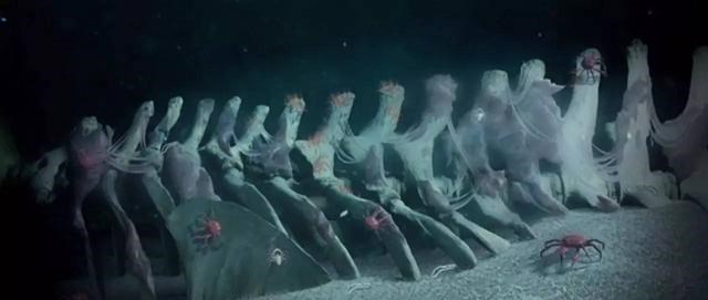陆地动物死后尸体会腐烂,海洋生物死了后会怎样,尸体怎样处理