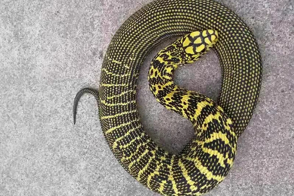 毒蛇 “臭名远扬”的菜花蛇，食性霸道生性凶猛，为何还会招人喜欢