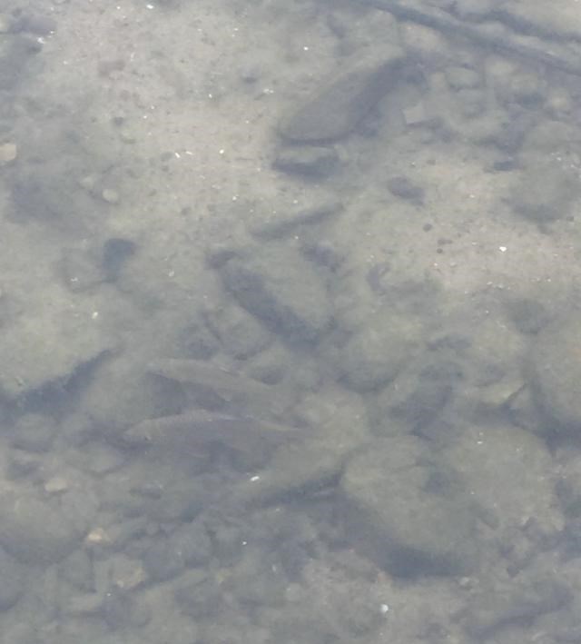 水库|江西一水库军鱼泛滥？钓鱼人：成群浮在水面，看得到钓不到