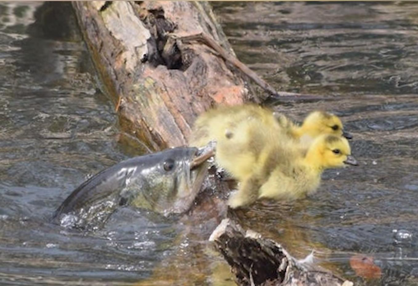 海之归墟|31张“时机完美”的抓拍照片，拍到的人简直太幸运了