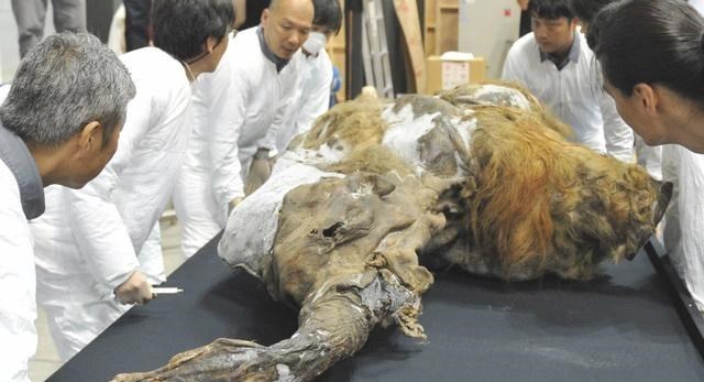 猛犸象 猛犸象为什么会灭绝?以现代的技术,有复活猛犸象的可能吗?