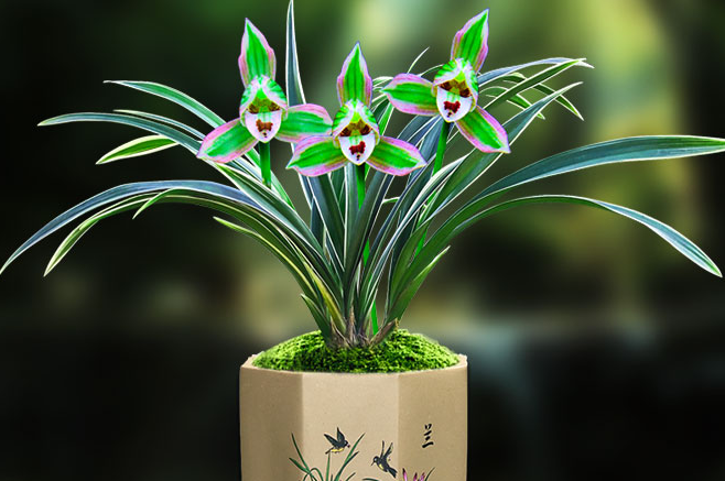 雅茗花坊|你的阳台还有地方吗？养一盆“双色”四季兰吧，高雅又大气