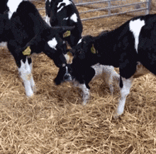 短裤|妹子你这是什么打扮，牛仔短裤里再套双丝袜，你这是怕冷还是怕热。