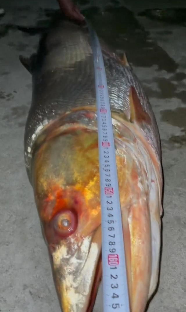 破纪录了!湖北男子钓起长1.7米的“鳡鱼王”,网友:这鱼不能放
