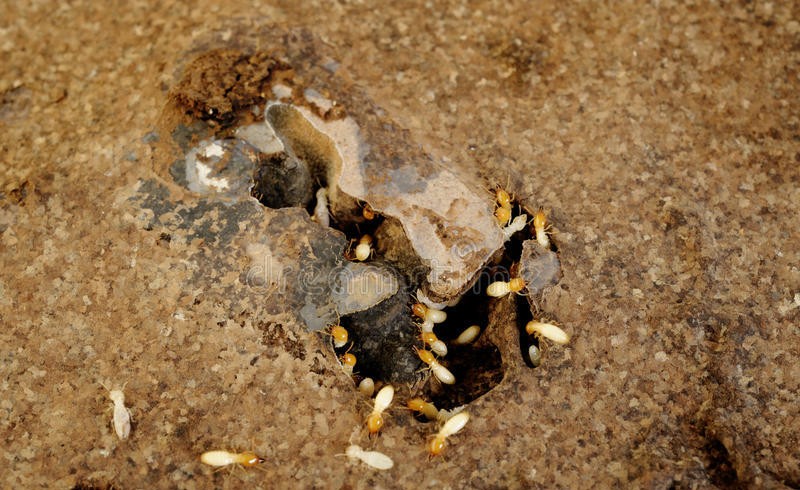 猛犸象 有些动物明明是益虫,我们却常常以为它们是害虫