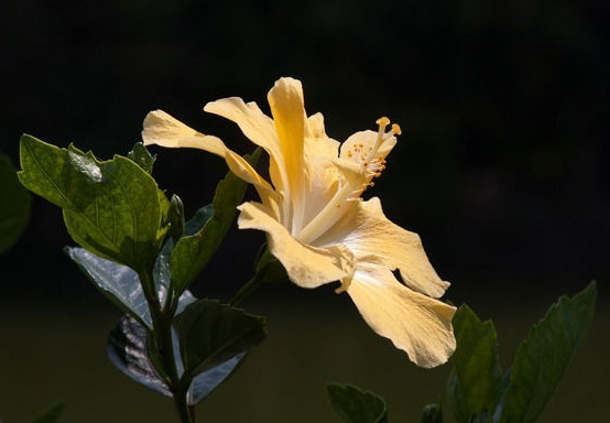 星临天下|到了7月底，4属相运势上涨，桃花朵朵，生活喜气洋洋