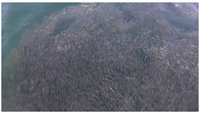 鲨鱼 美国海滩惊现20多条鲨鱼，疯狂吃周围的鲱鱼群，生物圈已经乱了？