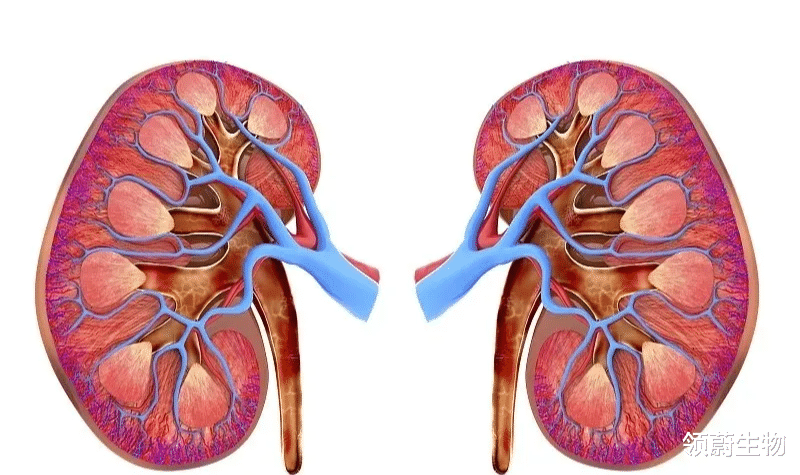 领蔚生物|研究综述：干细胞疗法对糖尿病相关病变的临床试验