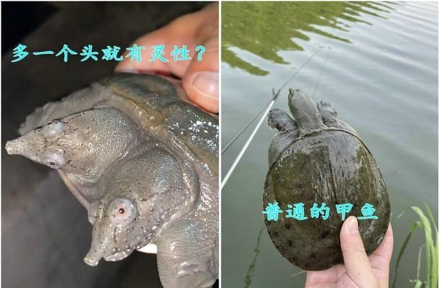 宓孤林|值钱？广州钓友珠江钓起双头鳖，两只头都能正常活动，凶猛会咬人