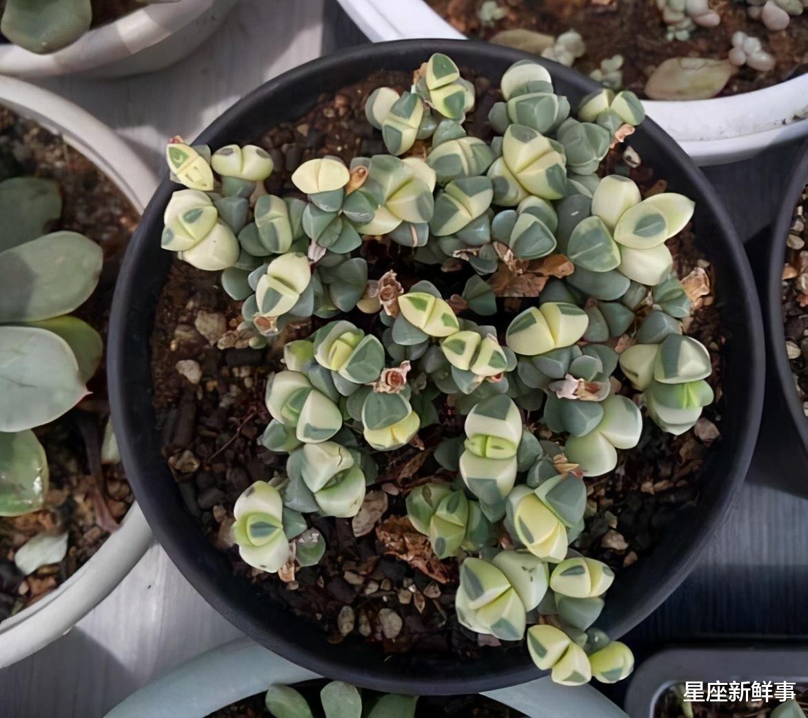 星座新鲜事|听闻爱情，十伤九悲；在爱情受伤的星座，爱的越多，伤的越深