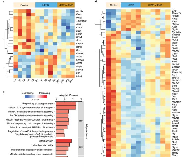 太空 高脂高糖让你变胖又变老？Nature子刊：每月禁食5天，可逆转肥胖