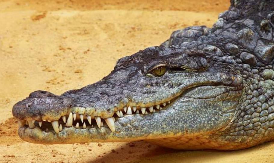 霍金 鳄鱼家族太倒霉！两亿年来，次次都在马上要称霸地球时被“针对”